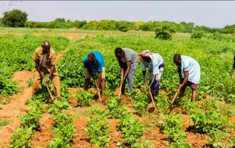 Component 1: Building Resilient Agricultural Production Capacity